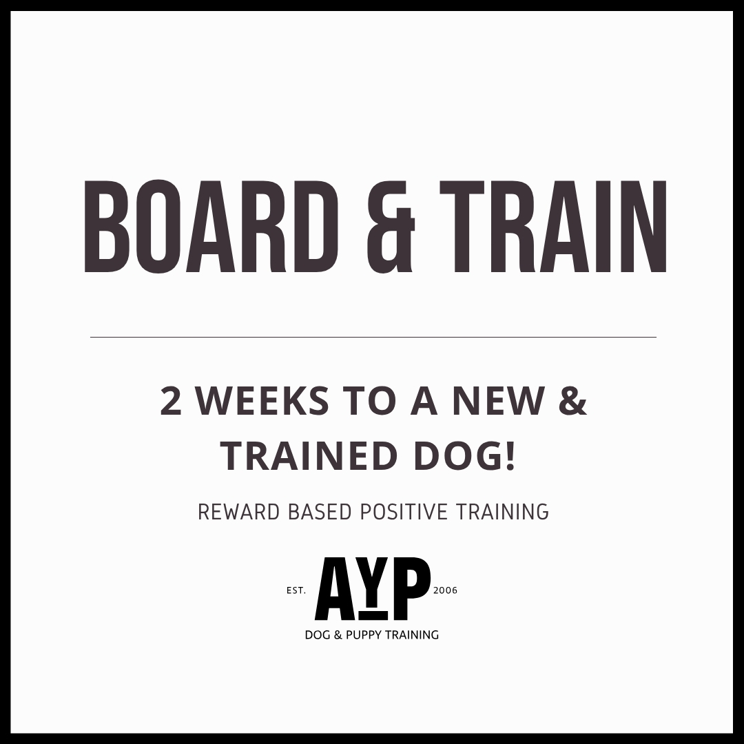 Applause Your Paws Canine Training Center – 2-Week Board & Train