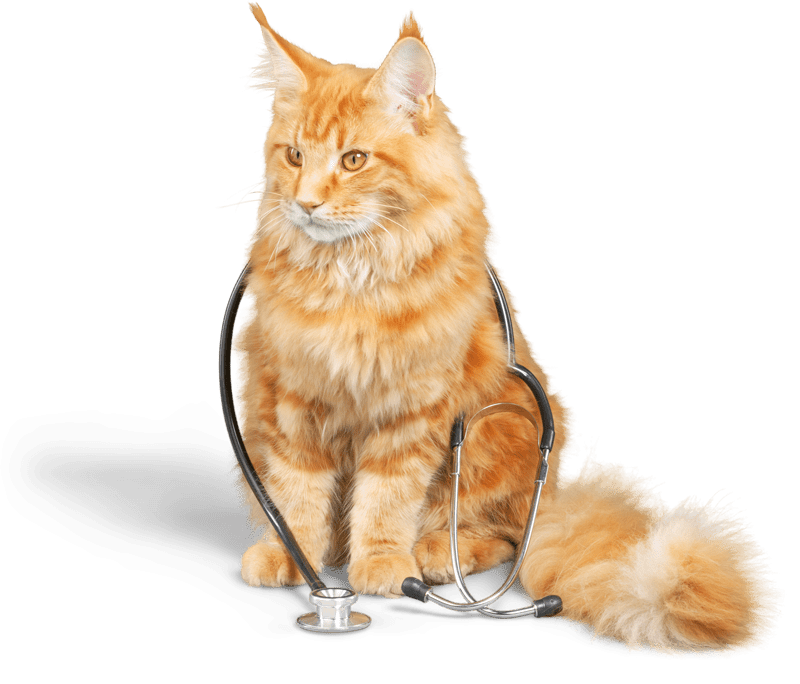 Coral Springs Animal Hospital – 24/7 Emergency, ICU & Specialty Center