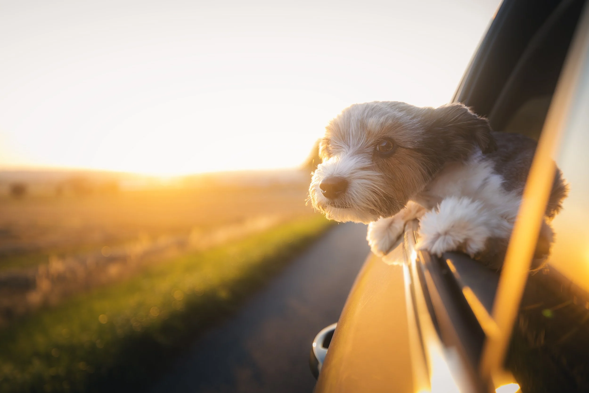 Dash Veterinary Services – Mobile USDA-Accredited Pet Travel Vet
