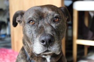 Einhorn Insurance Agency – Pit Bull Friendly & Dangerous Dog COI
