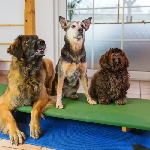 K9 Advisors South Florida – Home-Environment Board & Train & Service Dogs