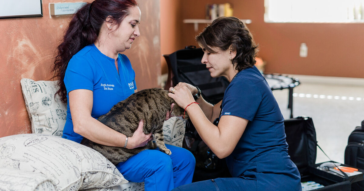 My Vet At Home (VestaSoul) – Dr. Susset Diaz Castillo (USDA Mobile Vet)
