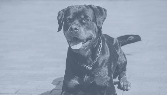 Prime Insurance Company – Excess & Surplus Canine Liability