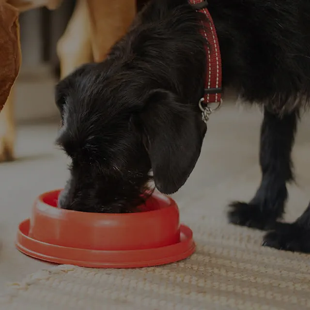 VCA Knowles Central Animal Hospital – VECCS-Certified 24/7 Emergency