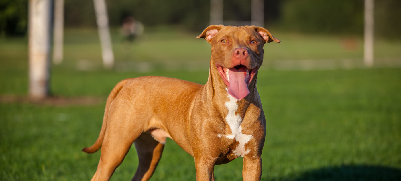 XINSURANCE – Dangerous Dog & Prior Bite History Liability (FL Office)